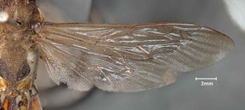 Media type: image;   Entomology 14346 Aspect: wing